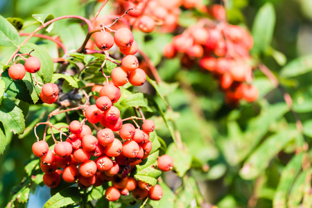 Red ripe rowan berries on branch of a tree with green leaves. Selective focus, smooth background.の写真素材