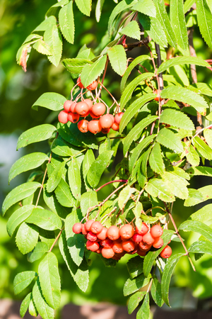 Red ripe rowan berries on branch of a tree with green leaves. Selective focus, smooth background.の写真素材