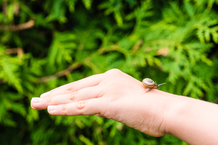 Small snail crawling on hand of young girl. Nice closeup shot with selective focus, smooth background.の写真素材