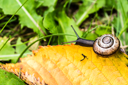 Small snail crawling on yellow autumn leaf in grass. Nice macro shot with selective focus.の写真素材