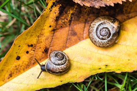 Small snail crawling on yellow autumn leaf in grass. Nice macro shot with selective focus.の写真素材