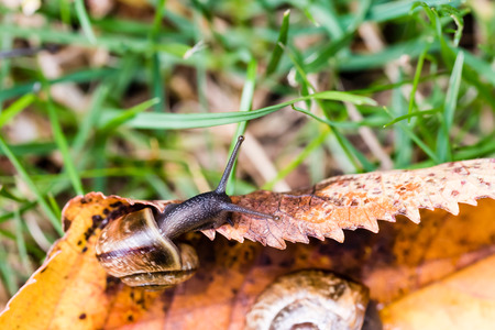 Small snail crawling on yellow autumn leaf in grass. Nice macro shot with selective focus.の写真素材