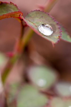 Small raindrop on leaf of rose flower after the rain. Selective focus, smooth background. Autumn colors.の写真素材