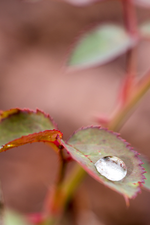Small raindrop on leaf of rose flower after the rain. Selective focus, smooth background. Autumn colors.の写真素材