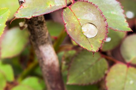 Small raindrop on leaf of rose flower after the rain. Selective focus, smooth background. Autumn colors.の写真素材