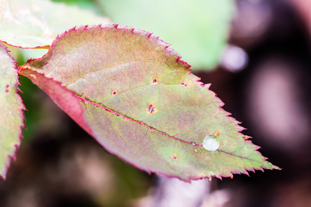 Small raindrop on leaf of rose flower after the rain. Selective focus, smooth background. Autumn colors.の写真素材