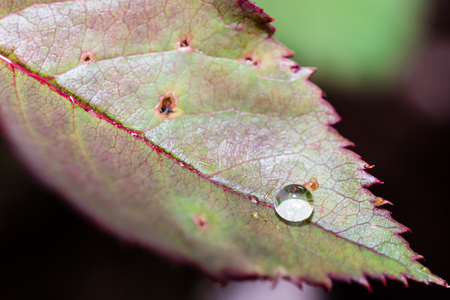 Small raindrop on leaf of rose flower after the rain. Selective focus, smooth background. Autumn colors.の写真素材