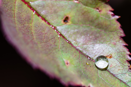 Small raindrop on leaf of rose flower after the rain. Selective focus, smooth background. Autumn colors.の写真素材