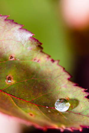 Small raindrop on leaf of rose flower after the rain. Selective focus, smooth background. Autumn colors.の写真素材