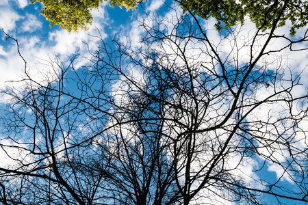 Black dry branches of tree without leaves against blue cloudy sky. Blue sky with clouds on background. Taken on autumn.の写真素材