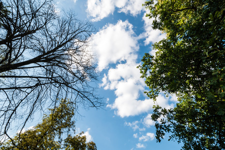 Black dry branches of tree without leaves next to green tree against blue cloudy sky. Blue sky with clouds on background. Taken on autumn.の写真素材