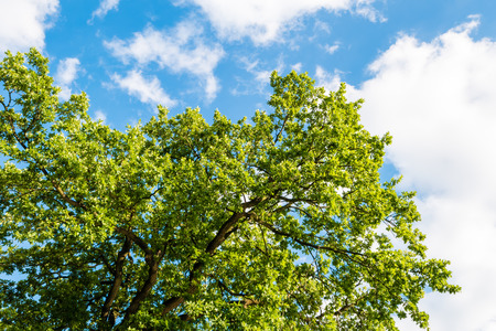 Green tree against blue sky with clouds. The view from down to top, low angle shot. Taken at the end of summer.の写真素材