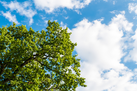Green tree against blue sky with clouds. The view from down to top, low angle shot. Taken at the end of summer.の写真素材