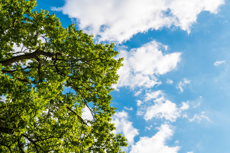 Green tree against blue sky with clouds. The view from down to top, low angle shot. Taken at the end of summer.の写真素材