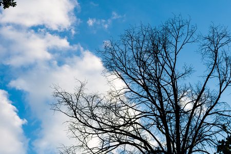 Black dry branches of tree without leaves against blue cloudy sky. Blue sky with clouds on background. Taken on autumn.の写真素材