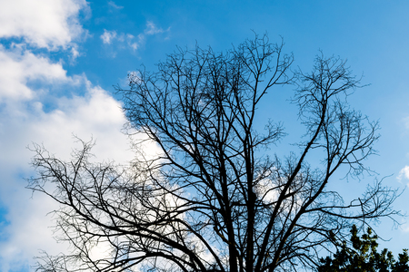Black dry branches of tree without leaves against blue cloudy sky. Blue sky with clouds on background. Taken on autumn.の写真素材
