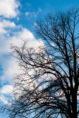 Black dry branches of tree without leaves against blue cloudy sky. Blue sky with clouds on background. Taken on autumn.の写真素材
