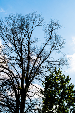 Black dry branches of tree without leaves against blue cloudy sky. Blue sky with clouds on background. Taken on autumn.の写真素材