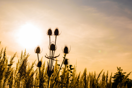 Silhouette of plant growing on a meadow at the end of summer on sunset. Plant against the Sun and the blue sky with gentle clouds.の写真素材