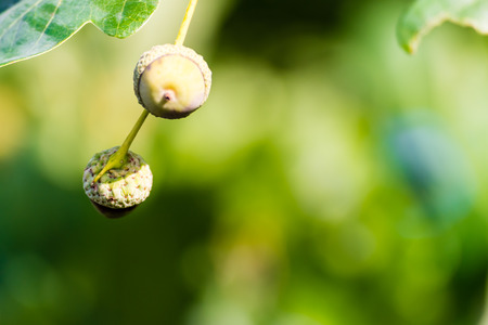 Unripe two green acorns growing on a tree. Closeup shot, selective focus, green smooth background.の写真素材