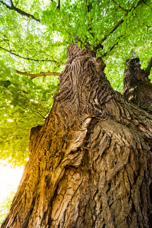Close-up view of the old and big tree, from down to the treetop with green leaves. Gold sunset over the tree trunk.の写真素材