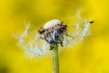 Detail of dandelion blossom with ripe seeds. Some of seed are gone. Nice macro shot, selective focus, smooth background.の写真素材