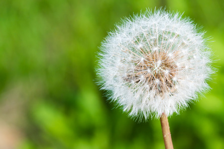 Detail of dandelion's head full of white ripe seeds. Selective focus, smooth green background. Macro shot.の写真素材