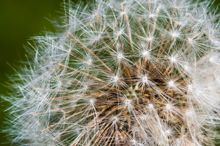 Detail of part of dandelion's head full of white ripe seeds. Selective focus, smooth green background. Macro shot.の写真素材