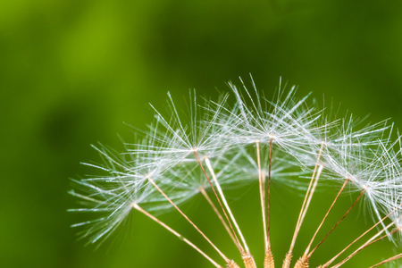 Detail of part of dandelion's ripe white seeds. Selective focus, smooth green background. Macro shot.の写真素材
