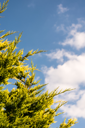 Green tree against blue sky with clouds. The view from down to top, low angle shot. Taken at the end of summer.の写真素材