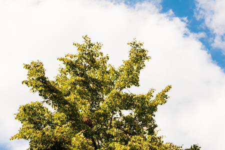 Green tree against blue sky with clouds. The view from down to top, low angle shot. Taken at the end of summer.の写真素材