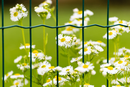 Some flowers with white blooms behind green metal fence. Green meadow on background.の写真素材
