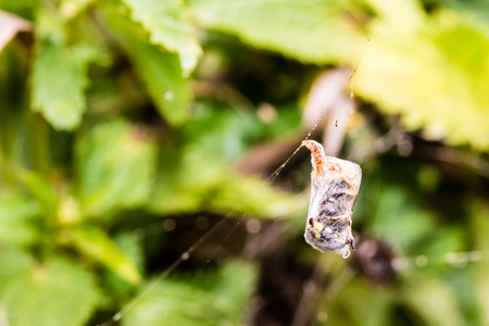Dead wasp wrapped in cobweb in spider's web ready to eat. Shallow depth of field, selective focus. Natural lighting, green grass on background.の写真素材