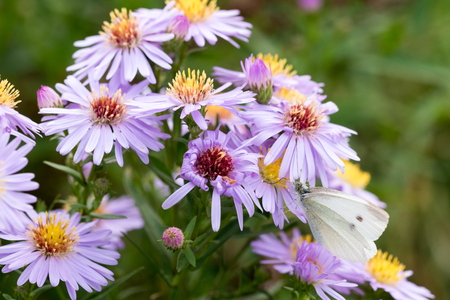 The cabbage butterfly sitting on a flower (Aster amellus) and feeding on nectar. Also known as large white or Pieris brassicae. Close-up with selective focus, shallow depth of field.の写真素材