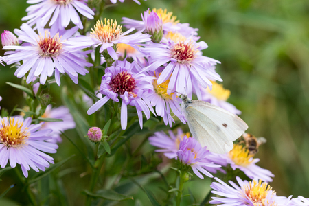 The cabbage butterfly sitting on a flower (Aster amellus) and feeding on nectar. Also known as large white or Pieris brassicae. Close-up with selective focus, shallow depth of field.の写真素材