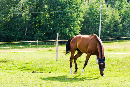 Brown horse on pasture, fence around. Grass on ground, trees on background.の写真素材