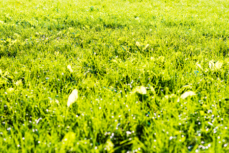 Fresh green grass in direct sunlight on golden hour. Natural lighting, closeup, nobody, nice texture or background.の写真素材