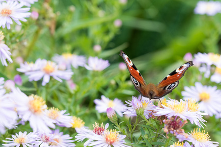 The peacock butterfly sitting on a flower (Aster amellus) and feeding on nectar. Also known as Aglais io, the European peacock. Close-up with selective focus, shallow depth of field.の写真素材