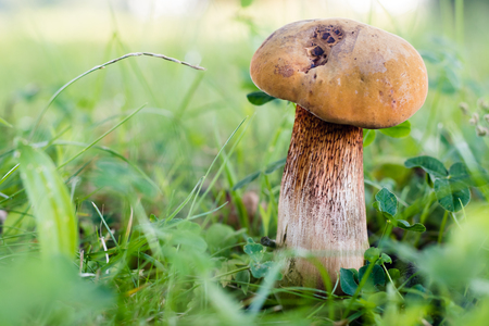 Beautiful mushroom in green grass in forest. Closeup view with shallow depth of field, blurry background, selective focus.の写真素材