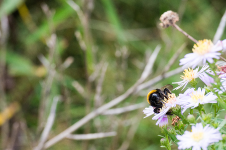 Nice wildflowers and grass on meadow. Bumblebee is sitting on flower. Soft light, shallow depth of field, selective focus.の写真素材