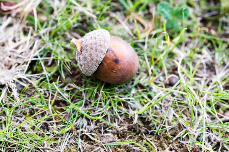 Close-up brown ripe acorn on the ground, macrophotography. Shallow depth of field, nobody, natural lighting.の写真素材