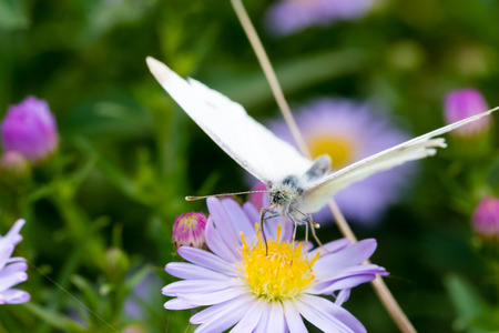 The cabbage butterfly sitting on a flower (Aster amellus) and feeding on nectar. Also known as large white or Pieris brassicae. Close-up with selective focus, shallow depth of field.の写真素材