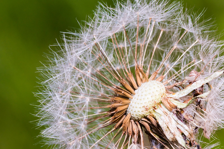 Detail of part dandelion's head full of white ripe seeds. Selective focus, smooth green background. Macro shot at the end of summer.の写真素材