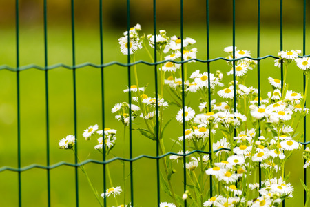 Some flowers with white blooms behind green metal fence. Green meadow on background.の写真素材