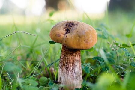 Beautiful mushroom in green grass in forest. Closeup view with shallow depth of field, blurry background, selective focus.の写真素材