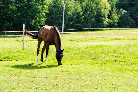 Brown horse on pasture, fence around. Grass on ground, trees on background.の写真素材