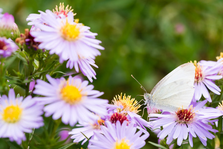 The cabbage butterfly sitting on a flower (Aster amellus) and feeding on nectar. Also known as large white or Pieris brassicae. Close-up with selective focus, shallow depth of field.の写真素材