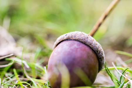 Close-up brown ripe acorn on the ground, macrophotography. Shallow depth of field, nobody, natural lighting.の写真素材