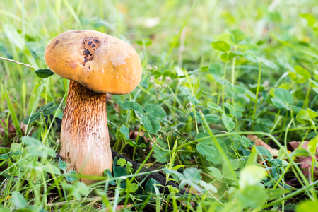 Beautiful mushroom in green grass in forest. Closeup view with shallow depth of field, blurry background, selective focus.の写真素材