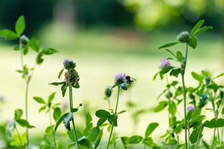 Green fresh shamrock with purple bloom. Green meadow on blurry background. Selective focus, shallow depth of field.の写真素材